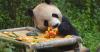 Panda Maozhu celebrates 12th birthday in Kunming