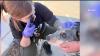 Mobile veterinary clinic expands care for tribal communities