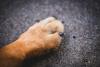 Portuguese firefighters rescue dog from Spanish wildfire