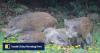 Hong Kong’s wild boar population halves under capture-and-kill strategy