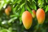 Costa Rica boosts the competitiveness of its mango industry with a quality-based strategy