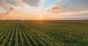 Where does biological acceptance stand with U.S. row crop farmers?