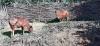 Burunga : after months of losses, cattle vaccination finally launched