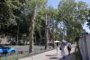 İstanbul’s historic plane trees are dying dying from an irreversible disease