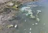 Health alert issued for Island Park Reservoir after harmful toxins detected