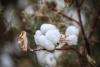 Azerbaijan's cotton fiber exports rise 35.3% in January-May despite lower prices