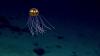 Deep-sea mining talks end without a framework… again