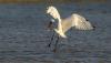 Lake Chad boasts bird abundance