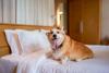 Avani Hotels Invites Dogs to Join International Dog Day Getaways