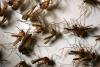 New Mexico Confirms First Two West Nile Cases of 2026 in Bernalillo and Otero Counties