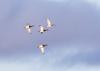 2026 North Dakota Fall Flight Forecast