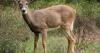 South Carolina Department of Natural Resources to hold public forum on deer hunting with dogs