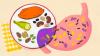 Will dietary fiber help digestion? It might depend on your gut bacteria