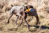Learn from hunting-dog trainers at MDC program Aug. 22 in southwest Missouri
