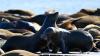 Social media is becoming a powerful tool against animal cruelty