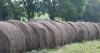 Dry spring, wet summer have led to an expensive problem for Kentucky's cattle farmers