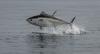 The EU renews its agreement with the Seychelles on sustainable tuna fishing