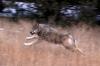 Idaho&CloseCurlyQuote;s wolf population drops as state encourages more killing