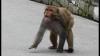 Tourist rushed by e-rickshaw after monkey bite at Taj Mahal, ambulance delay probed