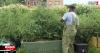 Cyclosporiasis outbreak sparks interest in home gardening