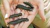 MVNU research on hellgrammites offers clues to stream health