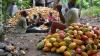 Cocoa Prices Ease As Chocolate Makers Turn To Premium Products, Social Media To Revive Demand