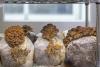This City Mushroom Farm Grows Fungi For Chicago’s Top Chefs — And ‘The Bear’