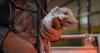 AI Is Coming to Factory Farms. Will It Help the Animals or Just the Industry?