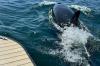 Rare sightings of killer whale: Nova Scotia boaters warned to keep their distance