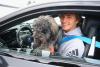 Colorado Drivers: The Truth About Dogs Riding on Your Lap