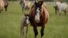 Researchers Identify Useful Tool for Diagnosing Endocrine Dysfunction in Sick Foals