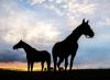 Horse Slaughter, Clenbuterol, and the World Cup