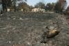 Wildlife face 'catastrophic' losses as France's forests burn