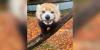 Memphis Zoo mourns loss of beloved red panda