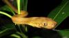 Inbreeding Should Have Slowed Down These Pesky Brown Tree Snakes. Well…