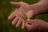 ✰PREMIUM Bird droppings were a foundation of modern agriculture and American empire