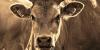 Spain expands native cattle programme to reduce wildfire risk in Galicia