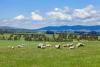 California Sheep Producers Warn H-2A Wage Rule Could Threaten Operations
