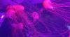 The Jellyfish Museum in Pompano Beach: Where ancient creatures reveal modern miracles
