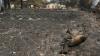 Megafires at Bordeaux’s Gates Expose France’s Firefighting and Forest Management Failures