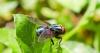 Foul odors, open wounds research targets New World screwworm