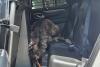 Florida police chase down loose emu wandering Dade City