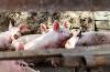 Vaiņodes Bekons is gradually resuming operations – more than 1,000 breeding gilts have already been introduced to the farm