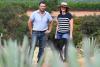Wine grape growers consider agave as industry searches for a way forward