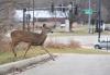 Illinois allows residents to claim roadkill bucks and does — and thousands do