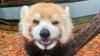 Memphis Zoo's oldest living female red panda, Lucy, has died