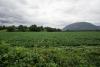 B.C. begins 6-week engagement on ALR changes for food processing