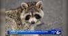 Idaho Fish and Game have Found Canine Distemper in Racoons Near Pocatello