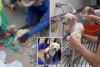 Dog pulled alive from rubble of Venezuela earthquakes after being trapped for 29 days: ‘A miracle’