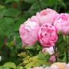 Antique roses reign as garden's grand ladies
